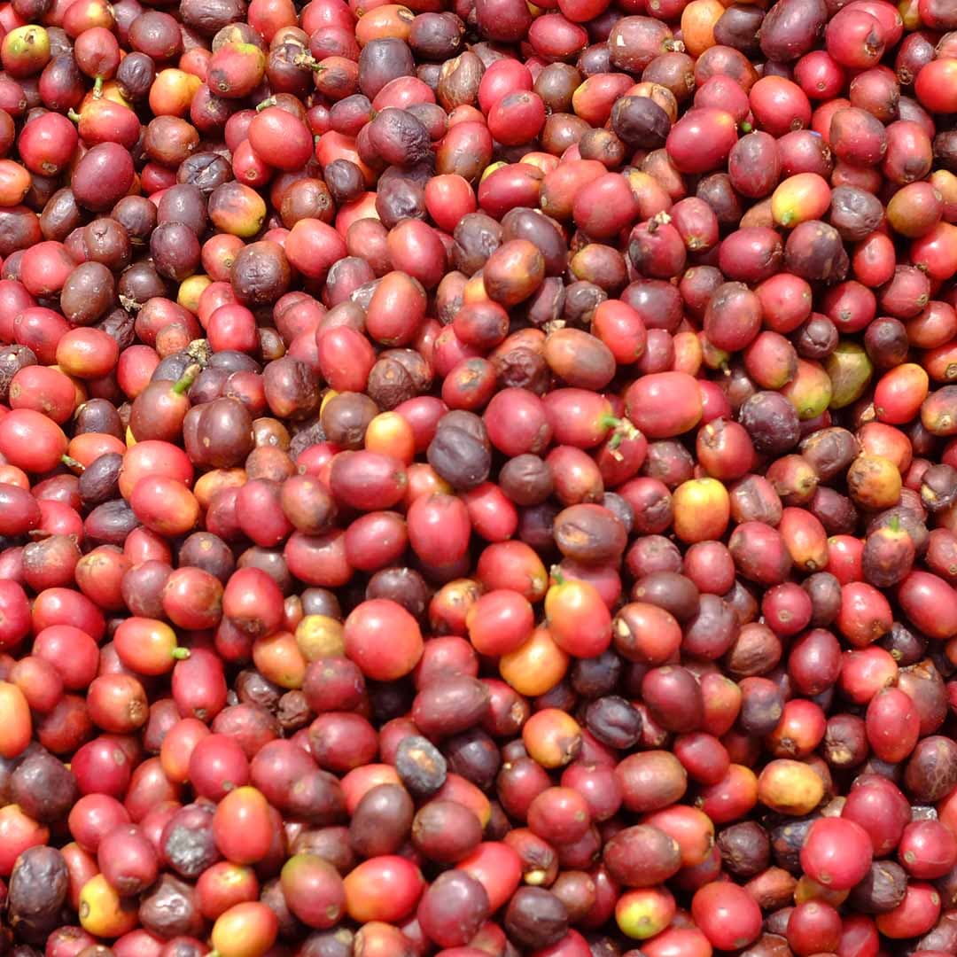 Arabica Coffee Beans Red Cherries Specialty Grade